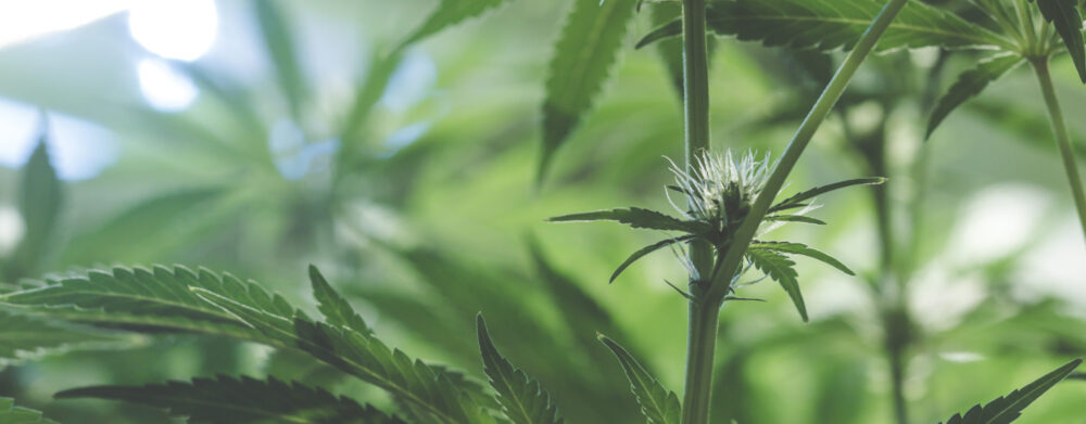 New Jersey Voters Approve Legalizing Recreational Marijuana: Common Questions | Header Image | McOmber McOmber & Luber
