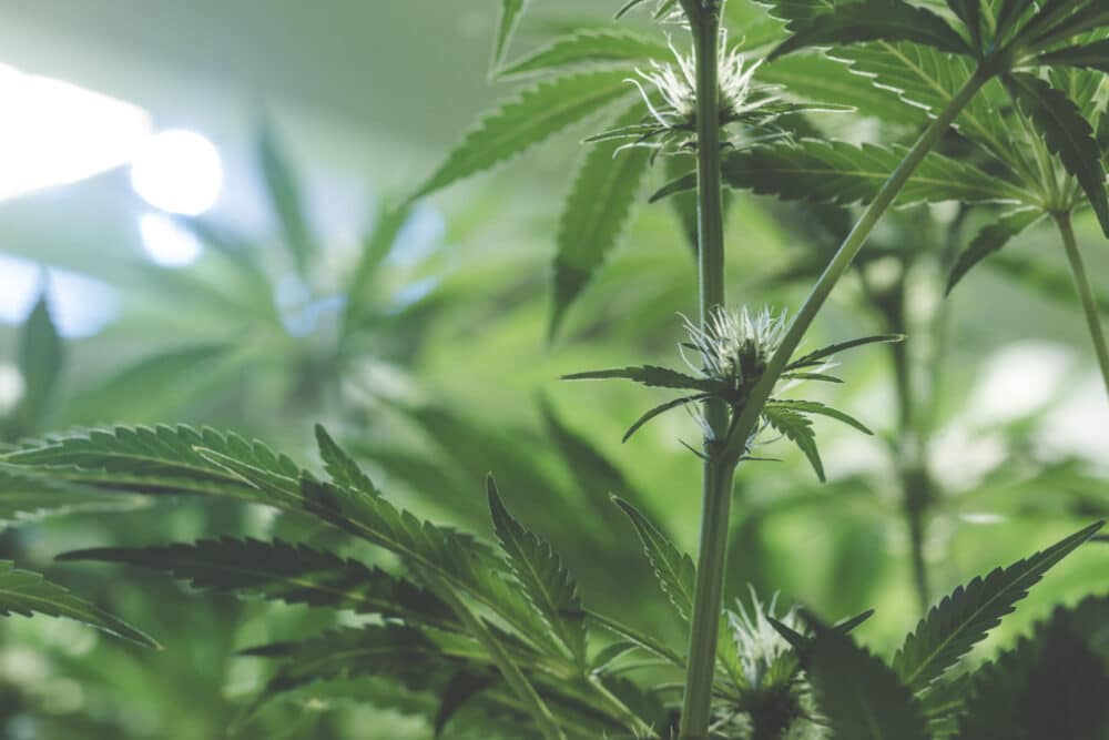 New Jersey Voters Approve Legalizing Recreational Marijuana: Common Questions | Header Image | McOmber McOmber & Luber
