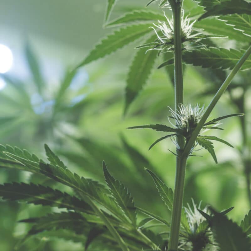 New Jersey Voters Approve Legalizing Recreational Marijuana: Common Questions | Blog Post | McOmber McOmber & Luber