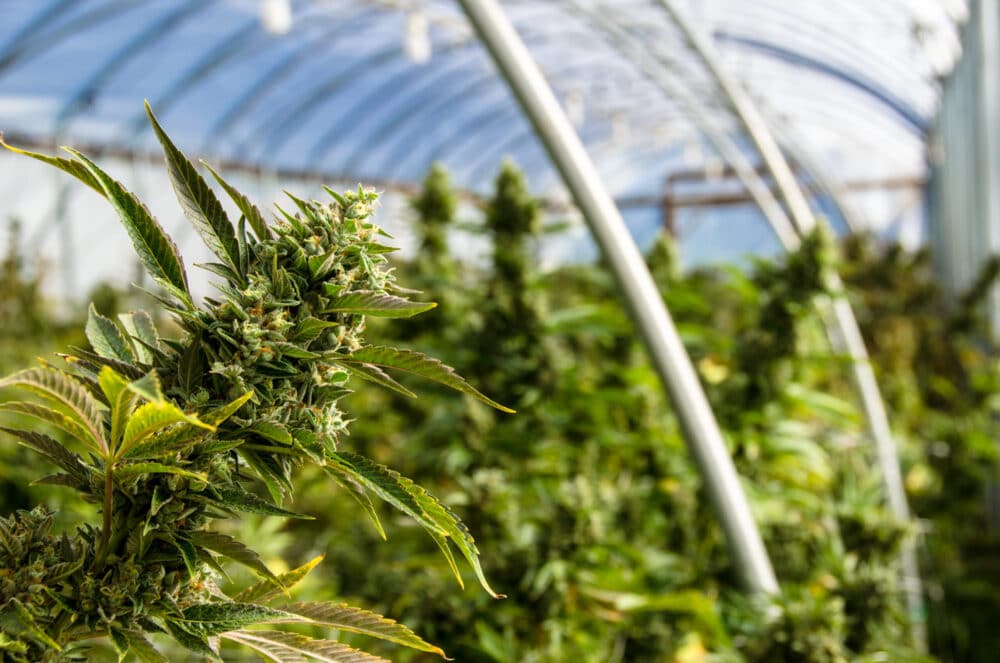 Former Employee of Cannabis Operator “Verano” Alleges Sexual Harassment and Gender Discrimination | News Article | McOmber McOmber & Luber